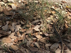 Thamnophis cyrtopsis ocellatus