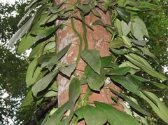 Rhaphidophora hongkongensis