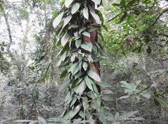 Rhaphidophora hongkongensis