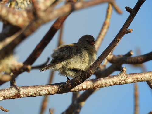 Small Tree Finch (Camarhynchus parvulus), photo 2