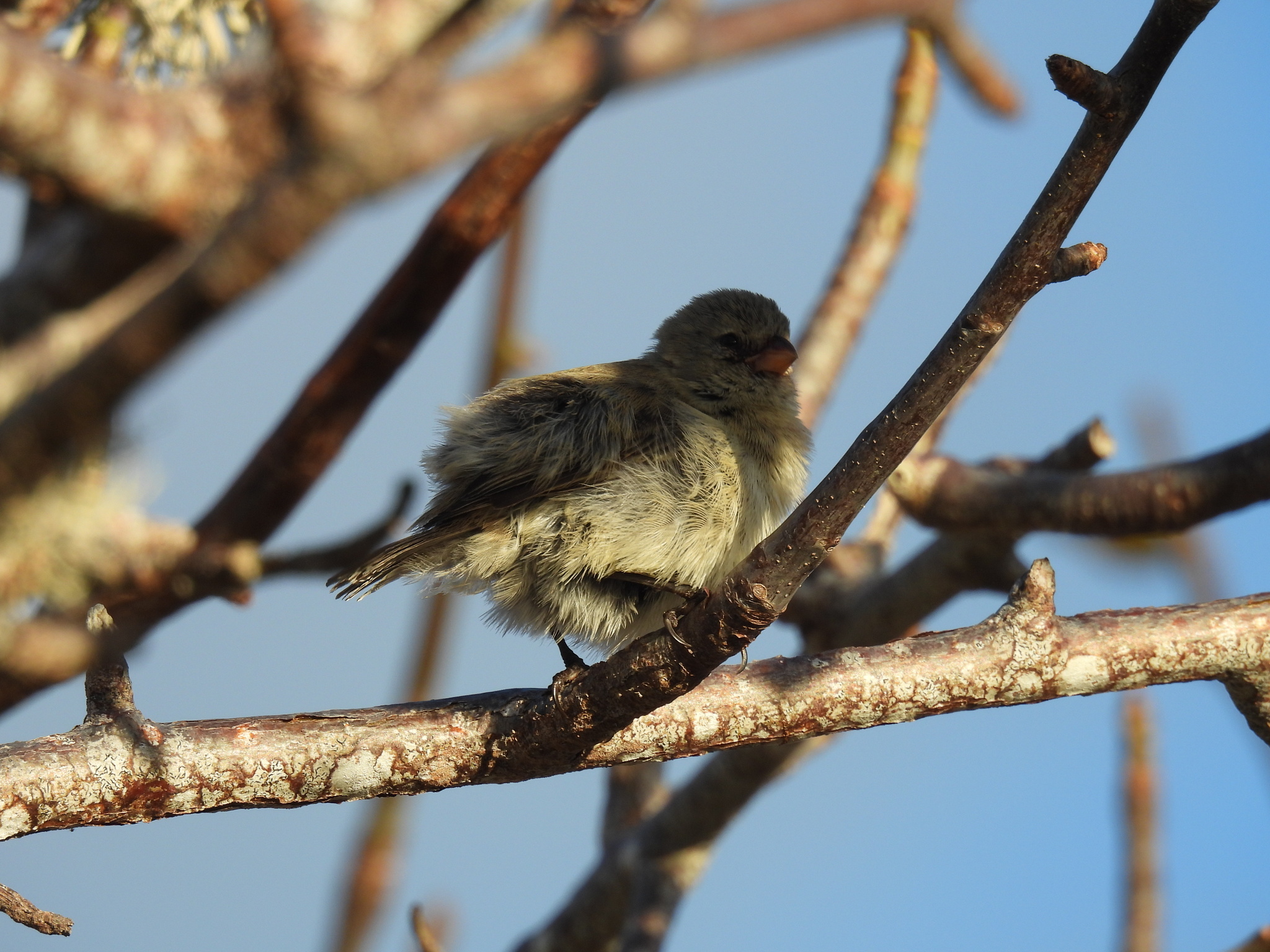 Small Tree Finch (Camarhynchus parvulus), photo 2