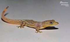 Sphaerodactylus