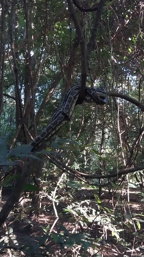 Coastal Carpet Python sighting