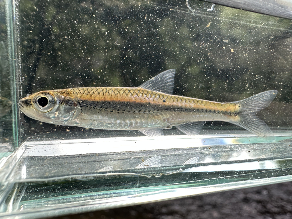 Bigeye shiner (Notropis boops) — Cyprinidae
