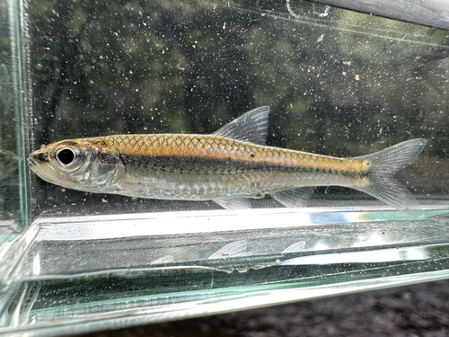 Grootoog-elrits (Notropis boops) — Cyprinidae