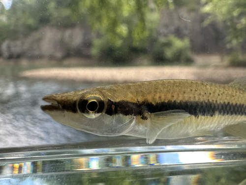 Blackspotted topminnow (Fundulus olivaceus) — Fundulidae — 5
