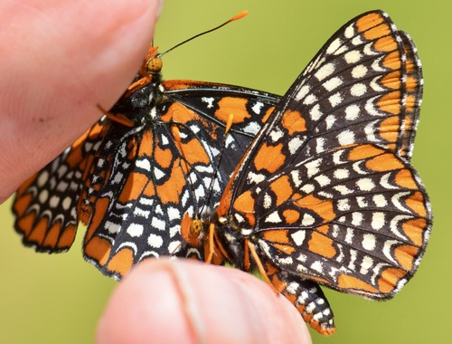 Baltimore Checkerspot photo 3