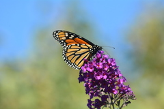 Danaus plexippus