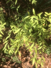 Spiraea thunbergii