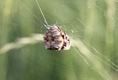 Araneus grossus