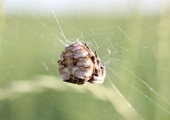 Araneus grossus