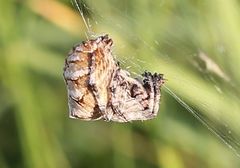 Araneus grossus
