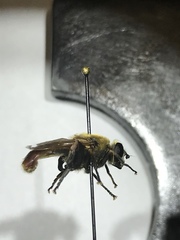 Polydontomyia curvipes