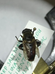 Polydontomyia curvipes