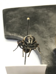 Polydontomyia curvipes