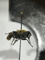 Polydontomyia curvipes