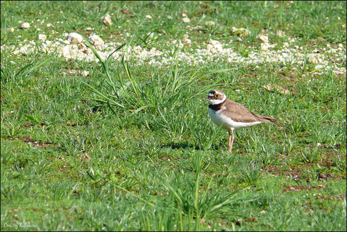 Chorlitejo chico (Charadrius dubius)