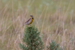 Sturnella magna lilianae