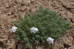 Phlox hoodii canescens