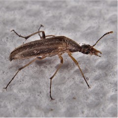 Cephaloon lepturides