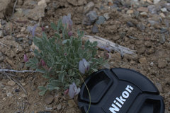 Astragalus calycosus calycosus
