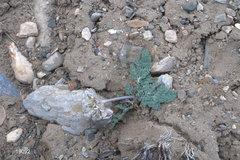 Vesper purpurascens