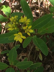 Galphimia glauca