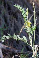 Astragalus giganteus