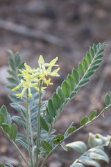 Astragalus giganteus