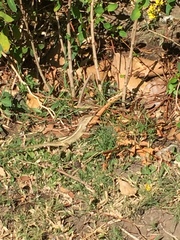 Calotes versicolor