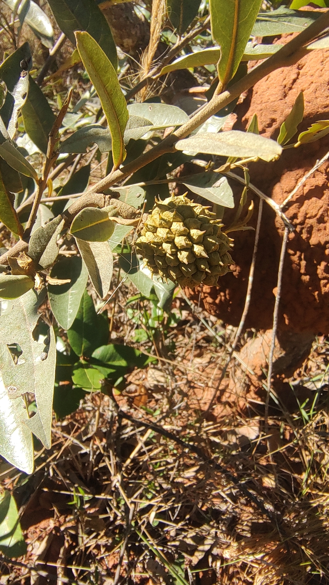 Duguetia furfuracea