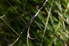 Cyanallagma bonariense