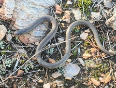 Butler's Legless Lizard photo 3