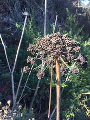 Angelica hendersonii