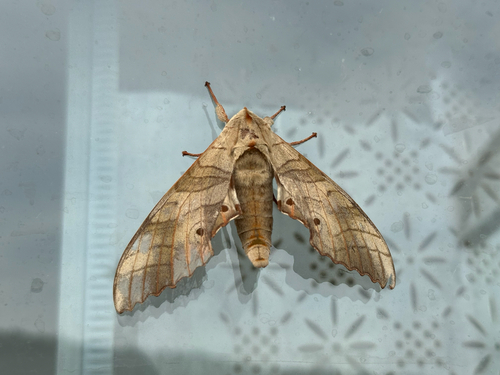 Marumba sperchius