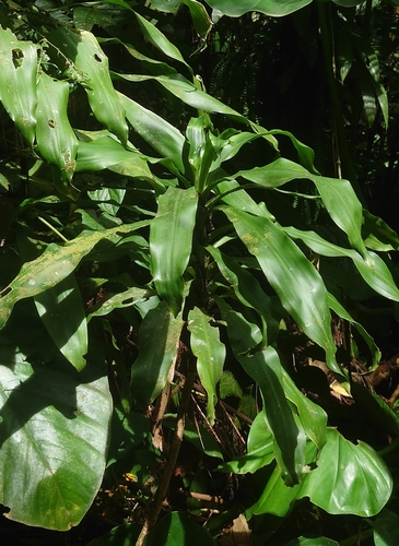 Dracaena fragrans - Leaves