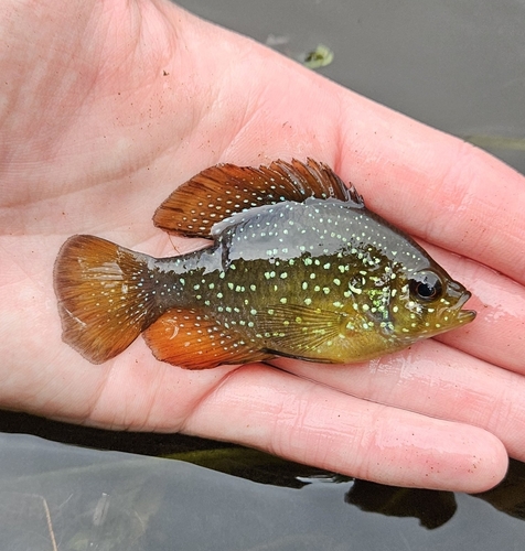 Bluespotted sunfish (Enneacanthus gloriosus) — Centrarchidae — 3