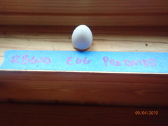 Melanerpes carolinus