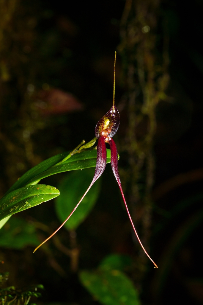Masdevallia parvula