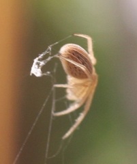 Larinia borealis