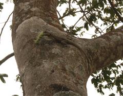 Tropidurus torquatus