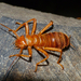 Hairy Earwig - Photo (c) Bernard DUPONT, some rights reserved (CC BY-SA)