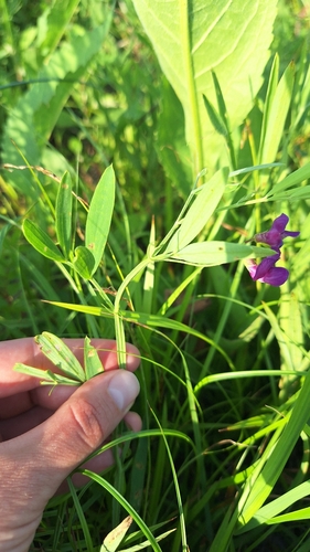 five-veined vetchling (Lathyrus quinquenervius)