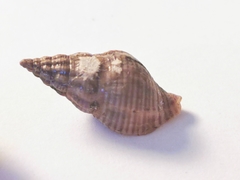 Buccinulum vittatum
