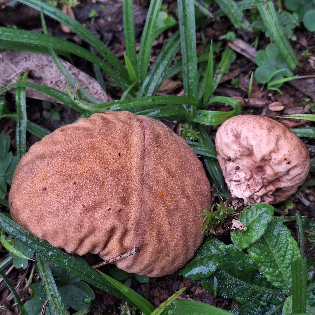 Calvatia rugosa · July 2025 · photo: © deniszabin (iNaturalist, cc-by)