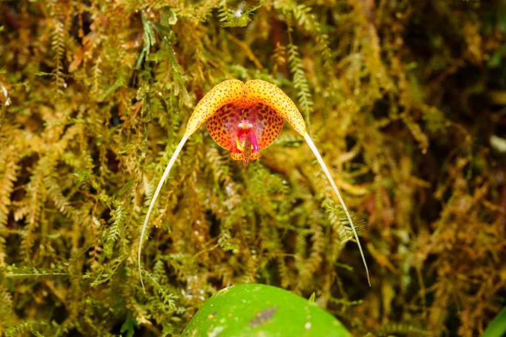 Scaphosepalum swertiifolium; photograph (c) Daniel Mesa, some rights reserved (CC BY)
