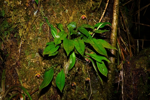 Scaphosepalum swertiifolium, photograph 2