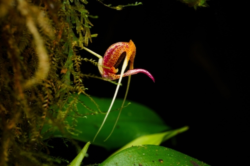 Scaphosepalum swertiifolium, photograph 3