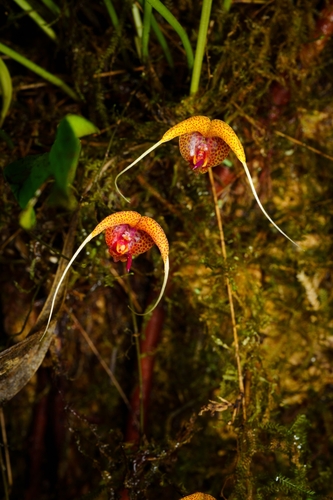 Scaphosepalum swertiifolium, photograph 4