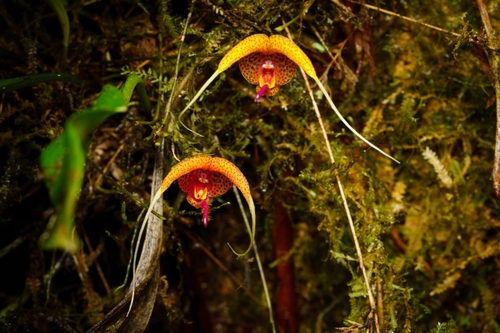 Scaphosepalum swertiifolium, photograph 5